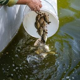 РВУ предлагаются под пастбищное и индустриальное рыбоводство