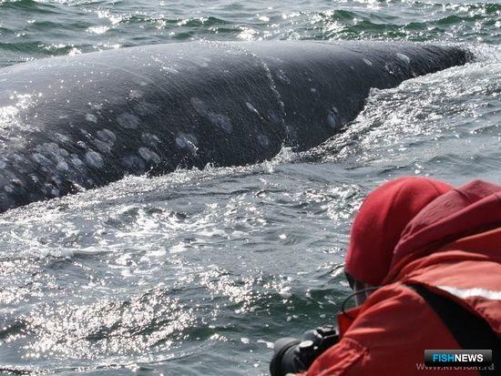 Самка серого кита подплыла к лодке исследователей. Фото пресс-службы ФГБУ «Кроноцкий государственный заповедник»