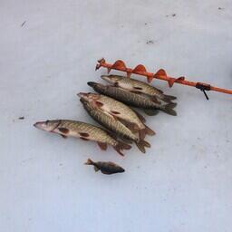 Ученые обратили внимание, что в Волгоградской области вырос любительский вылов щуки