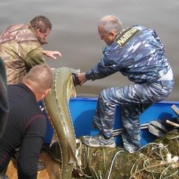 Амур – рыбинспекторы выпускают пойманного браконьерами осетра. Фото пресс-службы теруправления