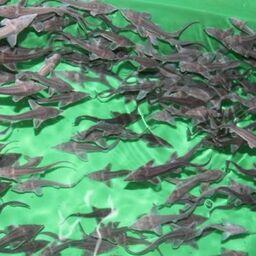 Сибирские осетры на рыбоводном заводе. Фото пресс-службы Главрыбвода