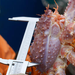 Измерение равношипого краба из научного улова. Фото пресс-службы ВНИРО