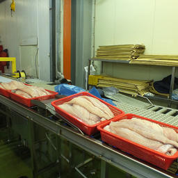Филе – важная составляющая российского рыбного экспорта