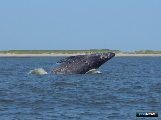 Серый кит в заливе Пильтун на Сахалине