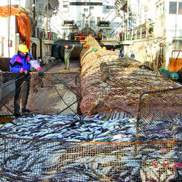 Российские рыбаки вылавливают 100 тыс. тонн сельди в Северном бассейне и 370 тыс. тонн – в Дальневосточном