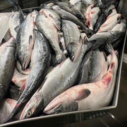 Лососевый улов на заводе Камчатки. Фото Артема Шевченко