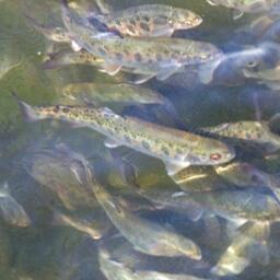 Молодь форели на акваферме. Архивное фото