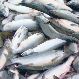 В Магаданской области в суд направлено уголовное дело о незаконной добыче лосося