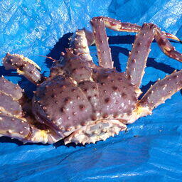 Прибавки предусмотрены в том числе по камчатскому крабу