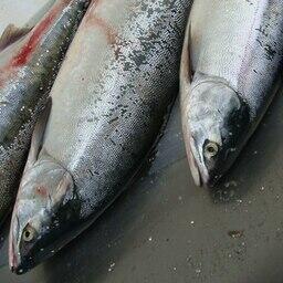 Жителя Магадана осудили за нелегальный вылов лосося. Архивное фото