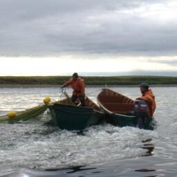 Механизм перезакрепления рыболовных участков без торгов распространяется и на промысел тихоокеанских лососей