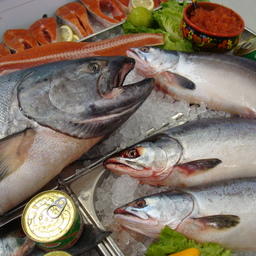 Регулярное употребление рыбы снижает вероятность заболевания раком толстой и прямой кишки