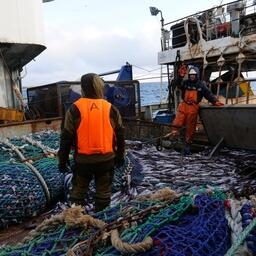 Промысел минтая на Дальнем Востоке. Фото предоставлено «Океанрыбфлотом»