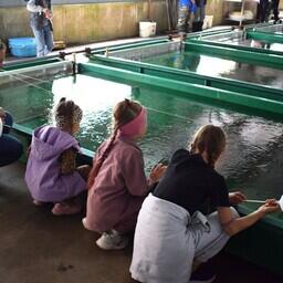 Гостям провели экскурсию по лососевому рыбоводному заводу Кеткино. Фото пресс-службы Главрыбвода