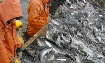 Добыча лосося на Камчатке. Архивное фото