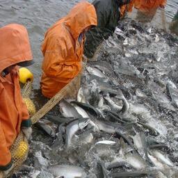 Добыча лосося на Камчатке. Архивное фото