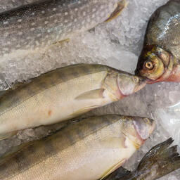 Новосибирская область поставляет на внешний рынок в том числе продукцию из судака