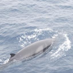 Специалисты ТИНРО с японскими коллегами провели учет китообразных в охотском море. Фото пресс-службы филиала