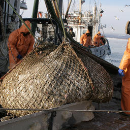 Рыбаки надеются, что «квоты под киль» остались в прошлом