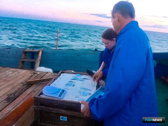 Наука проверила пополнение запасов хамсы и тюльки