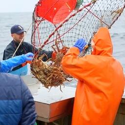 В октябре нынешнего года корпоративное кредитование рыбодобывающих предприятий составило порядка 520 млрд рублей — это средства для участия в крабовых аукционах
