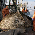 Рыбаки надеются, что «квоты под киль» остались в прошлом