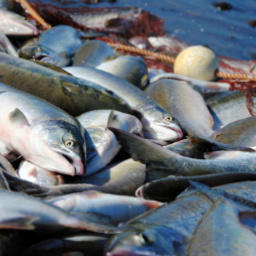 Чукотская комиссия по анадромным одобрила выделение дополнительных объемов тихоокеанских лососей для промышленного и любительского лова