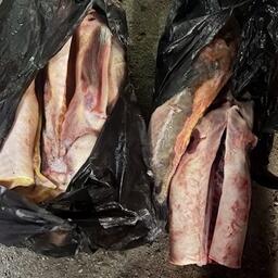 В Комсомольске-на-Амуре сотрудники ГАИ нашли в остановленном автомобиле 7 кг осетрины. Фото пресс-службы УМВД по Хабаровскому краю