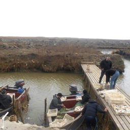 Доставка на приемный пункт рыбы, выловленной в Аракумских водоемах. Фото пресс-службы КаспНИРХ