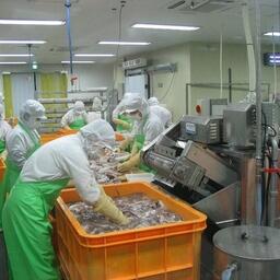 Переработка кальмара на южнокорейском заводе