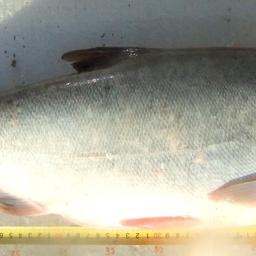 Ученые подсчитали прирост размера и веса рыбы. Фото пресс-службы АзНИИРХ
