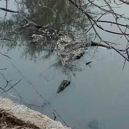 В реке Арчеда обнаружили мертвых мальков. Фото пресс-службы Азово-Черноморского теруправления Росрыболовства