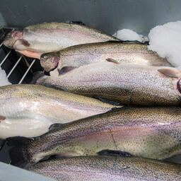 Аквакультуре Прикамья предложили застраховать «урожаи» с господдержкой