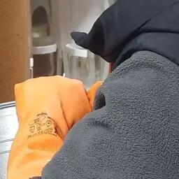 Заготовка икры омуля на рыбоводном заводе. Фото пресс-службы Главрыбвода