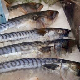 Исследование проводилось на основе данных о промысле атлантической скумбрии российским флотом