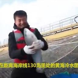 Китайские лососеводы собирают урожай. Кадр видео канала Louis Stroud H