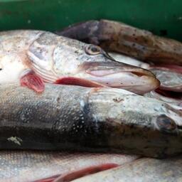 Поморье определилось с промыслом щуки и других неанадромных рыб в проходные для анадромных дни