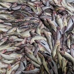 Доли квот минтая и сельди под строительство крупного завода теперь закреплены за компанией «Ударник-Инвест». Архивное фото