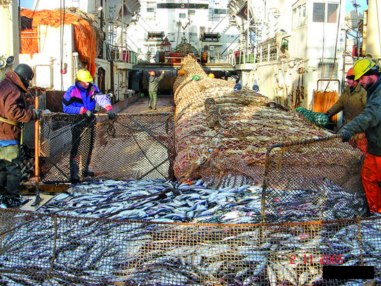 Российские рыбаки вылавливают 100 тыс. тонн сельди в Северном бассейне и 370 тыс. тонн – в Дальневосточном