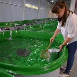 Инновационное мечение проводят на Белоярском рыбоводном заводе Главрыбвода в Хакасии. Фото пресс-службы учреждения
