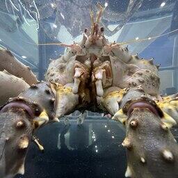 Внимание гостей привлекает и аквариум с камчатскими крабами. Фото пресс-службы ГК «Антей»