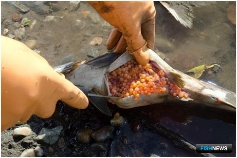 Мертвая самка горбуши с невыметанными половыми продуктами, река Левый Кихчик. Иллюстрация с сайта КамчатНИРО
