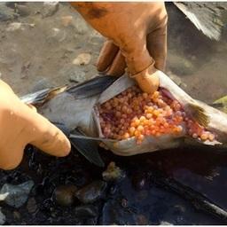 Мертвая самка горбуши с невыметанными половыми продуктами, река Левый Кихчик. Иллюстрация с сайта КамчатНИРО
