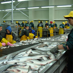 На Камчатке добыча лососей играет важнейшую роль в жизни населения