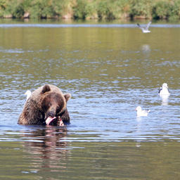 Медвежья рыбалка на Камчатке