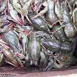 Изъятые раки. Кадр оперативной съемки