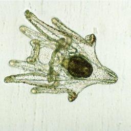 Плутеус – стадия развития личинки серого морского ежа. Фото пресс-службы СахНИРО