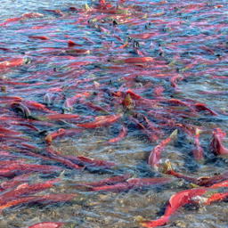 Ход лосося на Дальнем Востоке. Фото пресс-службы ВНИРО