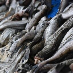 Минтай — самая популярная российская рыба за рубежом