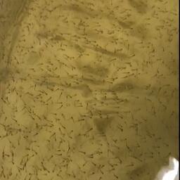 Личинка муксуна на рыборазводном заводе. Скриншот видео, предоставленного Верхне-Обским филиалом Главрыбвода